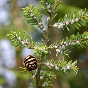 Hemlock Woolly Adelgid 