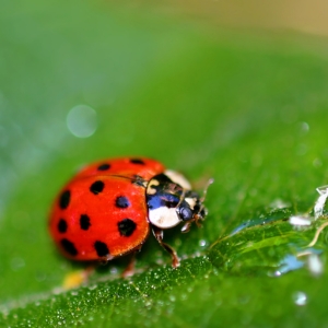 Lady Bug