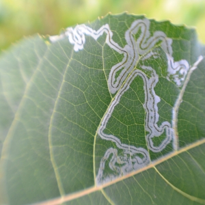 Leaf Miners