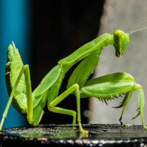 Praying mantis