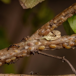 Scaled insects