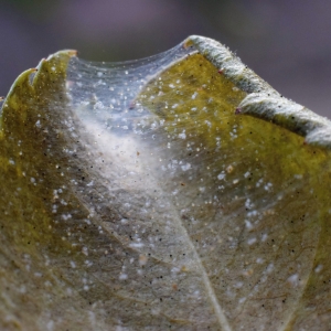 Spider mites 