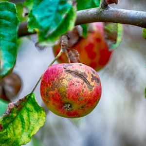 Apple with scabs hanging on a apple tree branch.