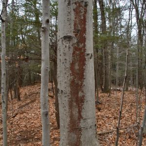 A beech tree with beech bark disease.