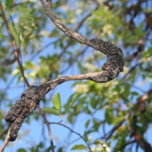 a close up of a tree limb with a black know disease.