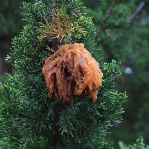 Cedar-apple rust gall on branch of a juniper tree.