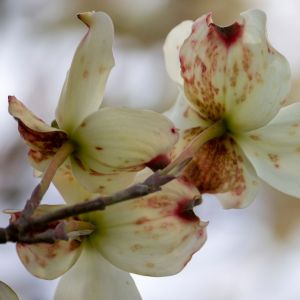 A close up on the white petals of a dogwood flower with red and brown signs of the disease called Dogwood anthracnose.