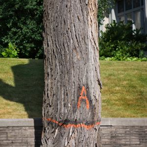 Dutch-elm disease marked horizontally to indicate on the truck of an elm tree.