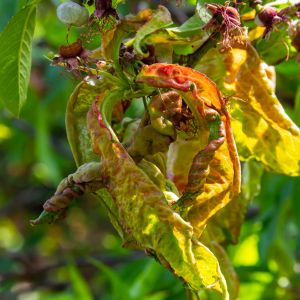 a close up of the leaf of a peach tree showing the signs of the disease called peach leaf curl.