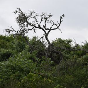 Oak wilt disease on an oak tree surrounded by green and lush vegetation.