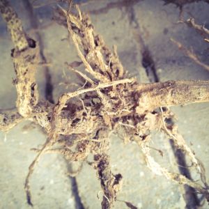 a close up photo of a rotten root caused by a soil-borne fungal disease called Phytopthora