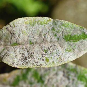 A close up of powedery mildew disease on a green leaf.