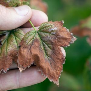 Close up of a leaf with verticillium wilt disease.