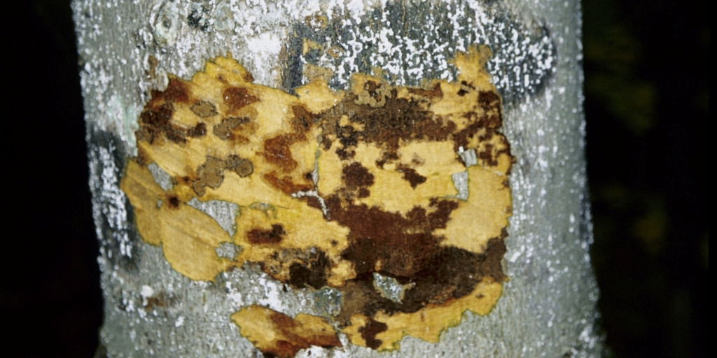 A beech tree with cankers, a typical sign of beech bark disease.