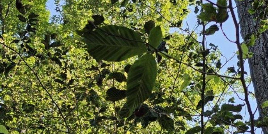 The leaves of a beech tree demonstrating the dark banding that is a common symptom of beach leaf disease.