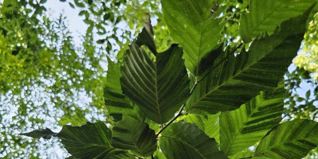 Beech leaves demonstrating symptoms of beech leaf disease in Chester, New Jersey.