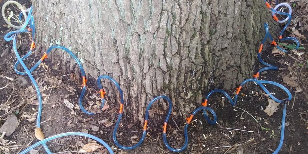 The team at Alpine injecting a treatment mixture into a beech tree infected with beech leaf disease.