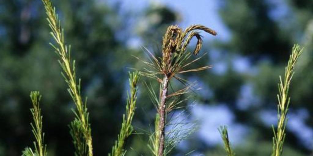 a sample of sheperd's crook on trees infested by white pine weevils.