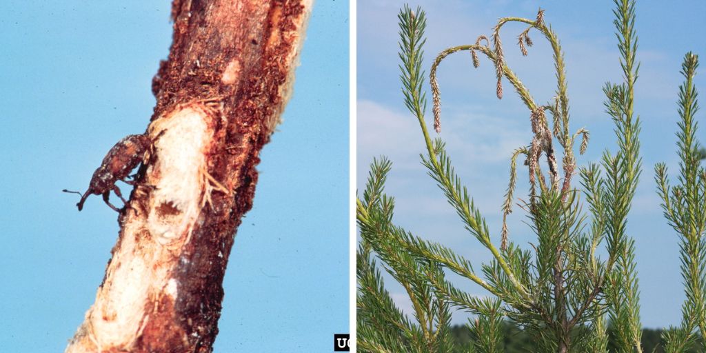 Close up of white pine weevil and photo of damage caused. 