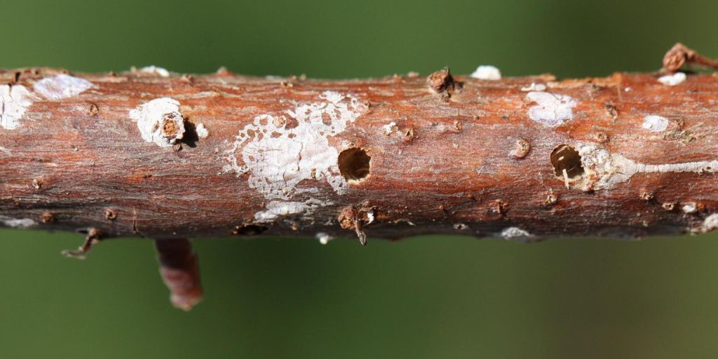 White pine weevil exit holes on an eastern white pine. 