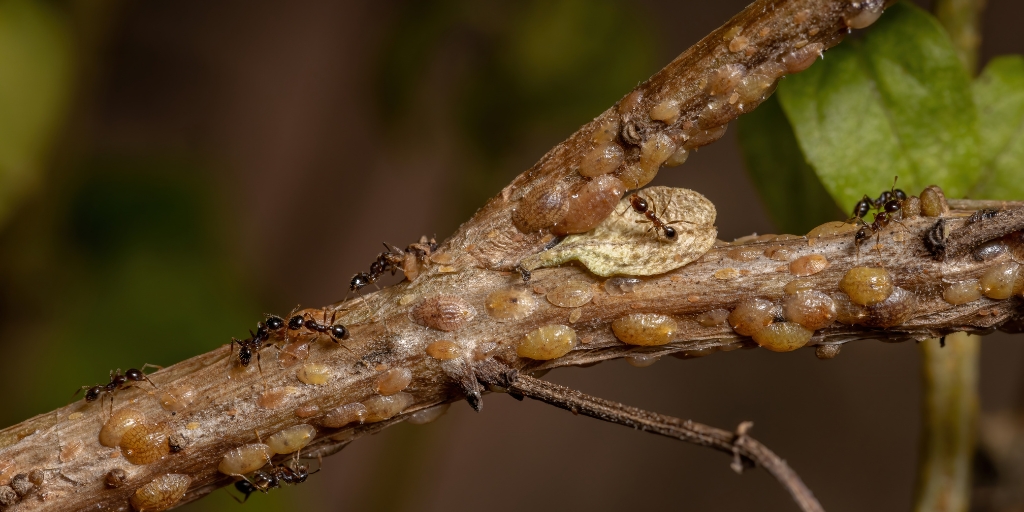 A branch suffering from the damage caused by scale insects in Den-ville, New Jersey.