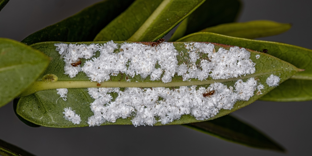 A leaf suffering from attacks by scale insects from a yard in Morris-town, New Jersey