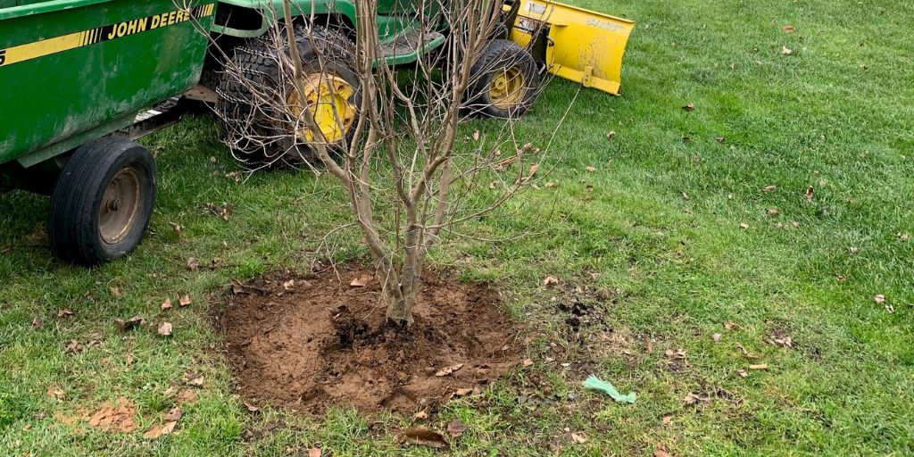 A tree planted in the fall by the team at Alpine Tree in Mendham, NJ