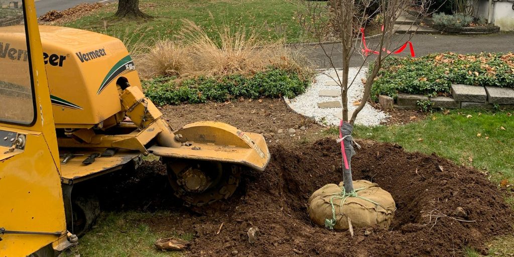 A young tree the Alpine Tree team is in the process of planting in Caldwell, NJ