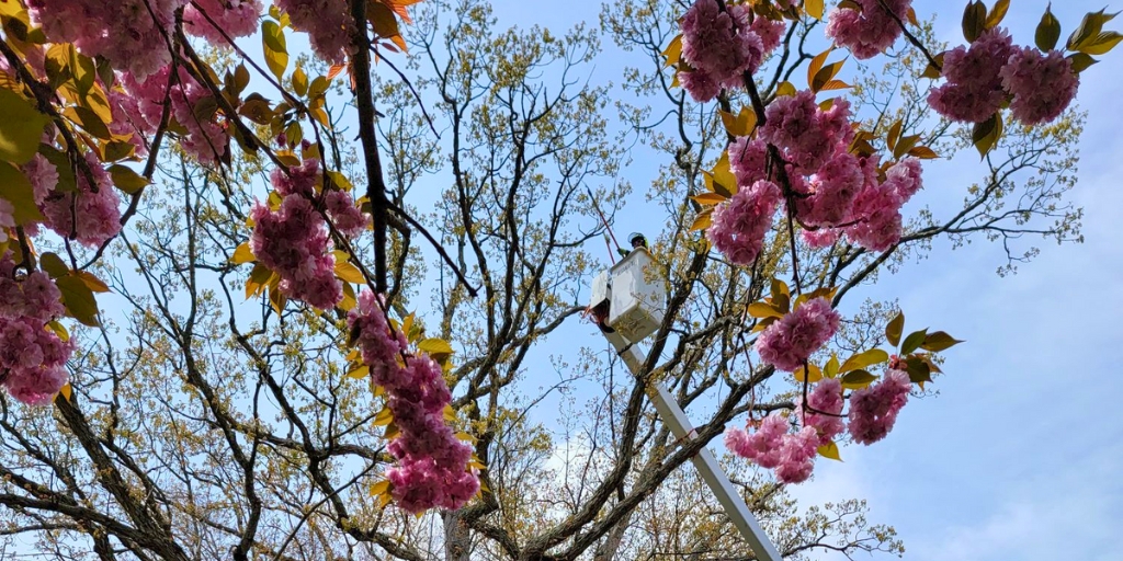 An arborist in bucket truck pruning flowering cherry tree with pink blossoms in residential setting.