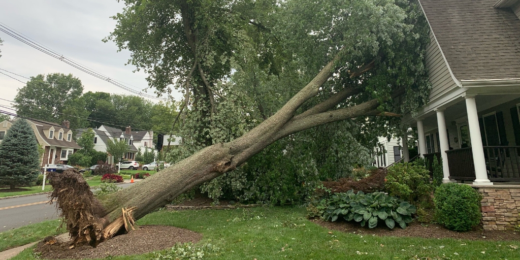 Large uprooted tree fallen across residential street with exposed root system after storm