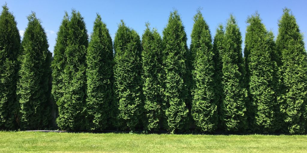 A row of evergreen trees acting as windbreaks in a yard in Chatham, NJ.