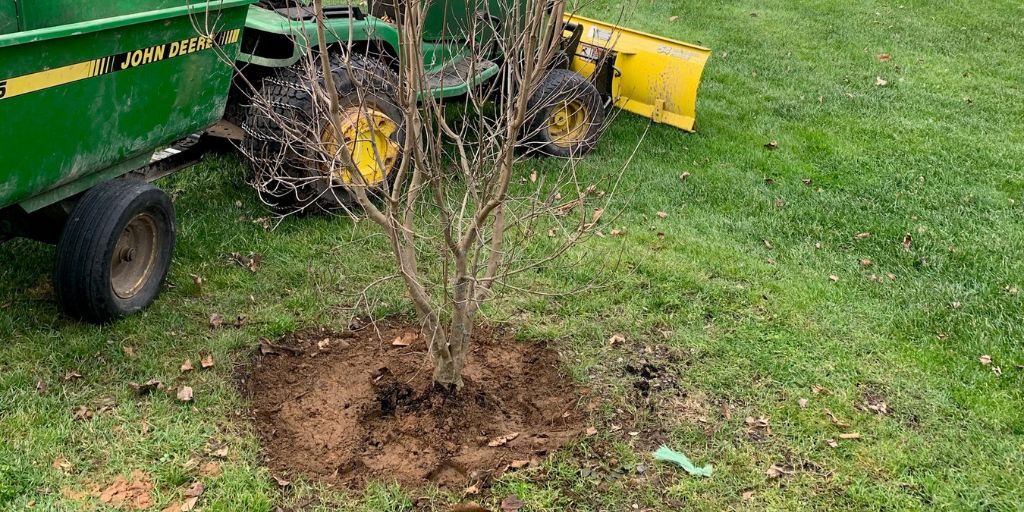 A newly planted tree by Alpine Tree in a yard in Chester, NJ.