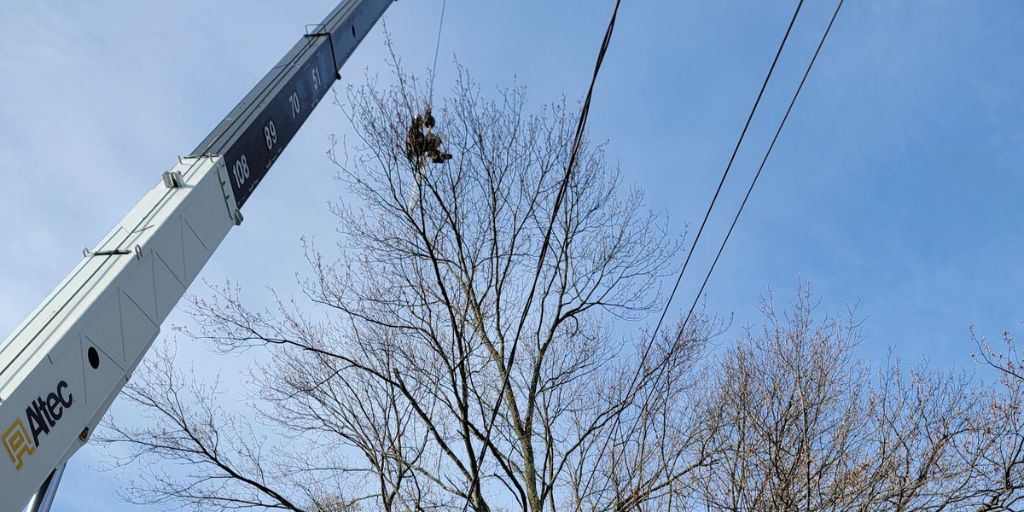 The Alpine Tree crane lowering a climber into a tree in Morris Township, NJ.