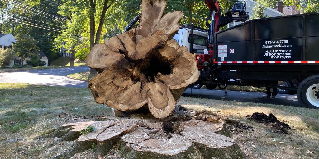 The Alpine Tree grapple saw removing a large tree from a yard in Mendham, NJ.