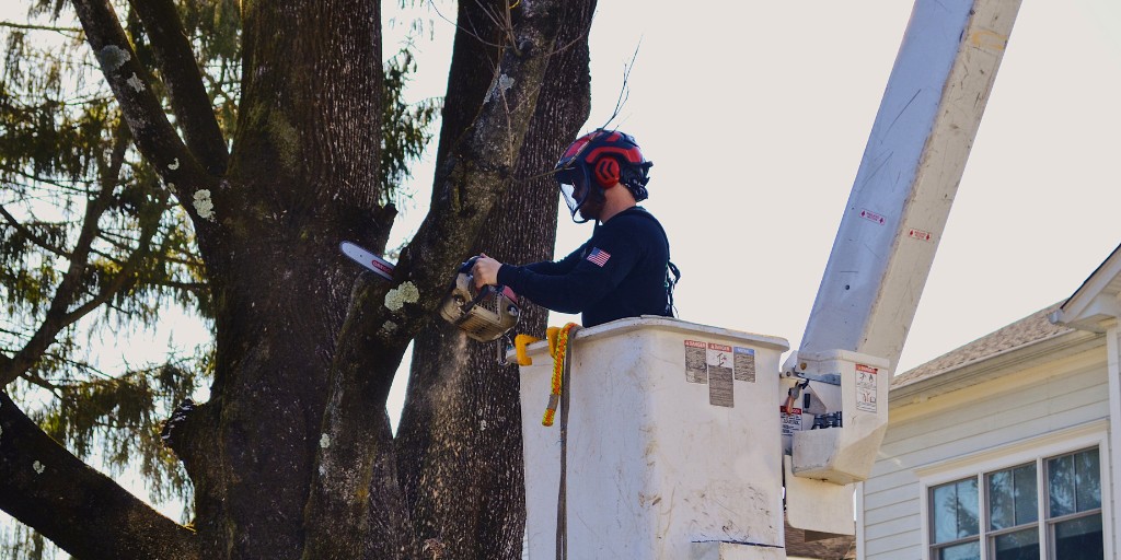 An arborist from Alpine Tree preforming pruning on a mature tree in Chester, NJ.