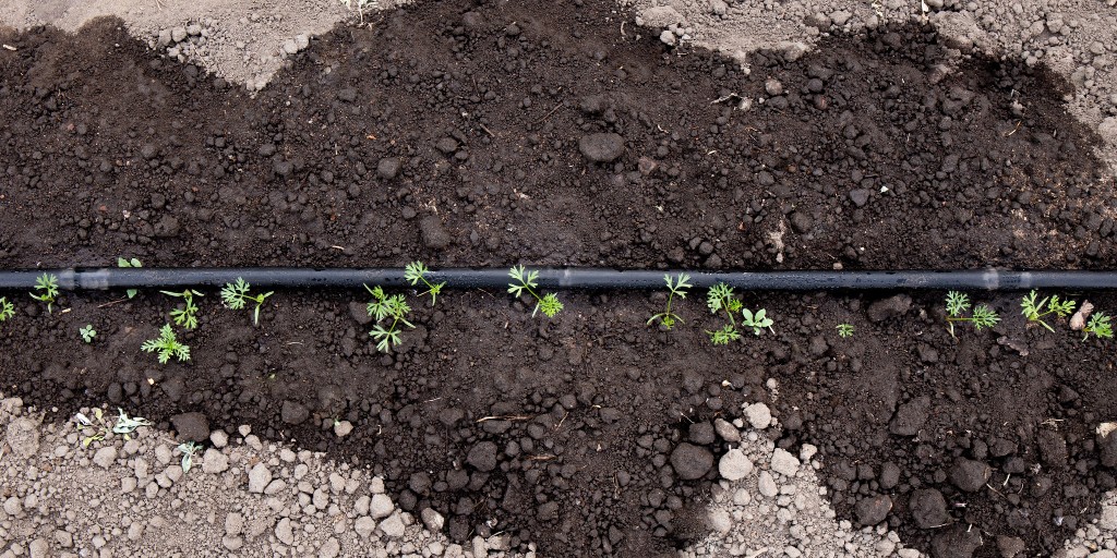 A soaker hose deeply watering soil dry soil in Mendham, NJ.
