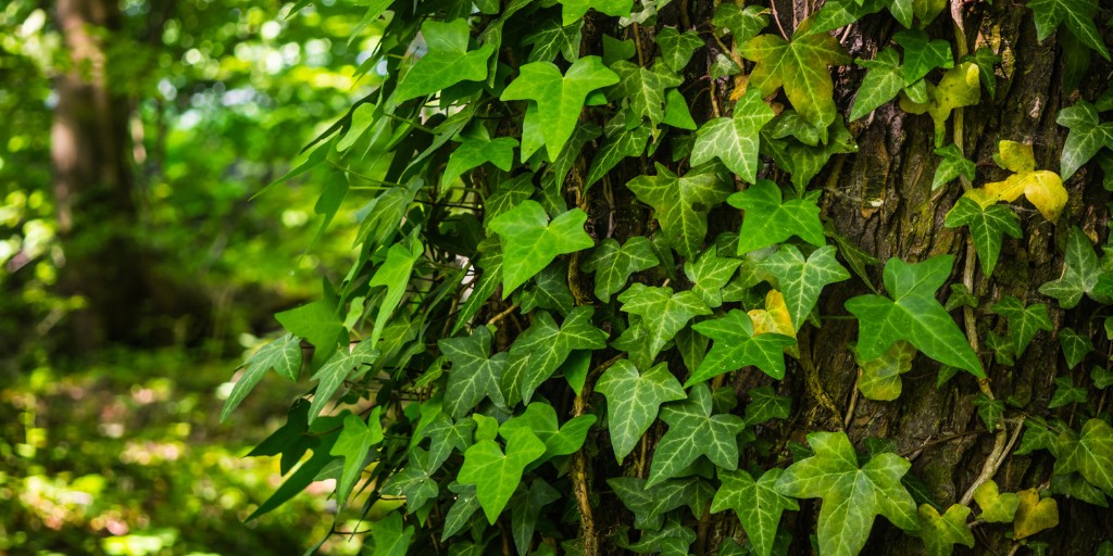 Ivy growing on the trunk of a tree in Chatham, NJ.