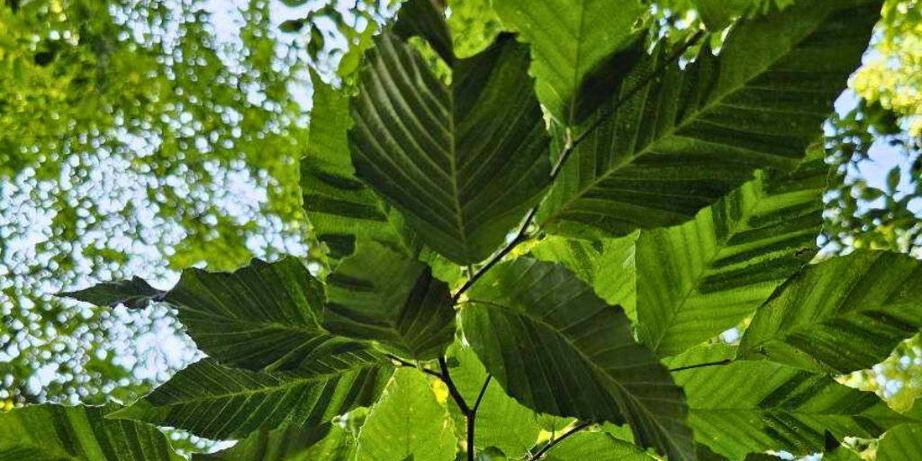 A tree demonstrating the signs of beech leaf disease in Chester, NJ