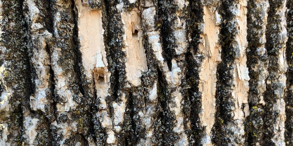 The exit holes of emerald ash borer on a tree trunk in Summit, NJ.