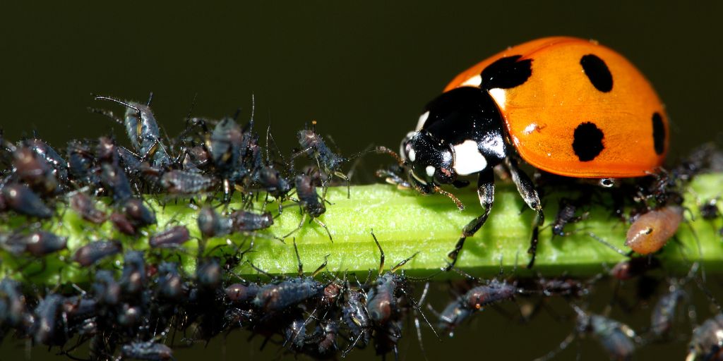 A closeup of a ladybug eating aphids from a branch in Morristown, NJ.