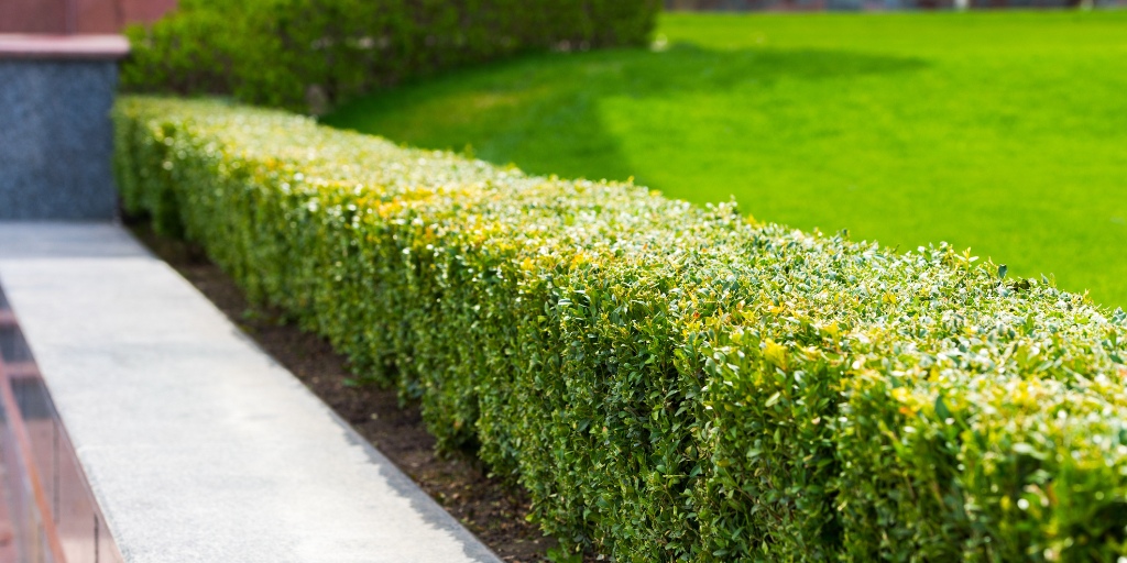 A well-maintained boxwood hedge along residential walkway showing results of professional evergreen care in Morris County.