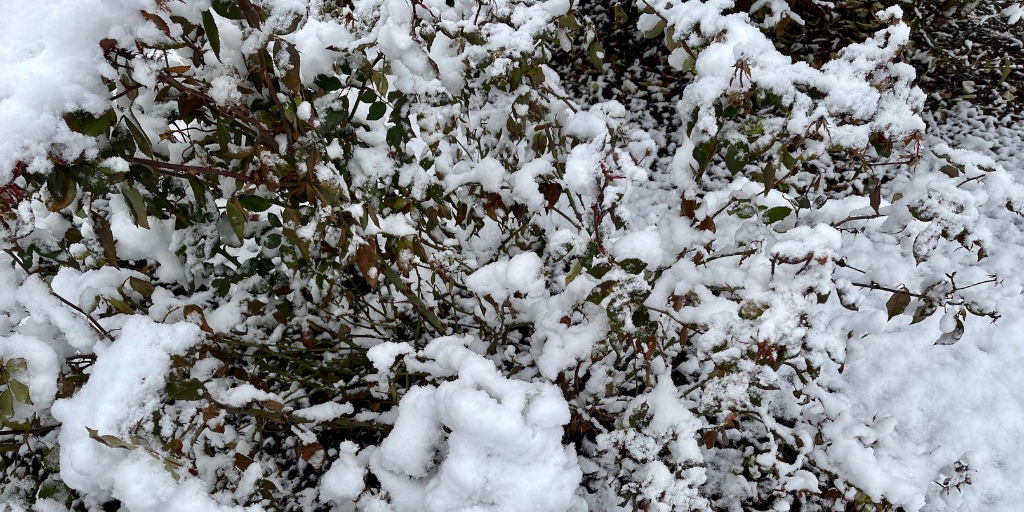 An evergreen shrub heavily covered with snow, showing the need for winter protection and proper snow removal in New Jersey.