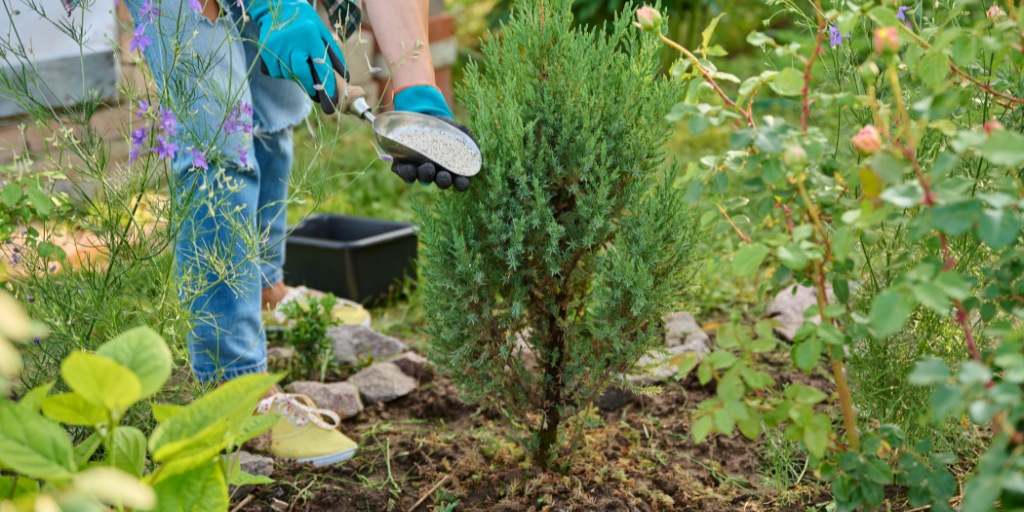 A person wearing teal gardening gloves uses a hand scoop to apply granular fertilizer around a small evergreen shrub in a garden bed.
