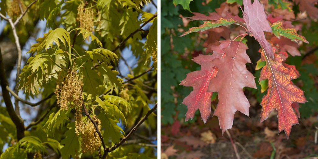 A split image showing healthy green leaves on an oak in the summer on the left and colorful red oak leaves on the right during autumn.