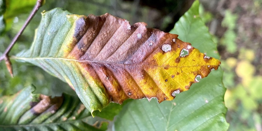 A single leaf with dark green and brown striped patterns running parallel between the leaf veins.