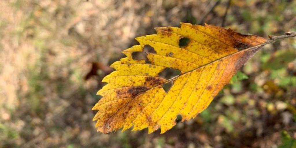A single yellowing leaf with brown edges and wilted appearance, demonstrating Dutch elm disease.