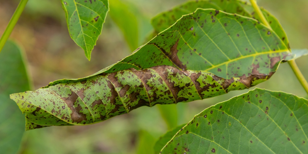 Green leaves with irregular brown blotches and dead areas scattered across their surfaces.