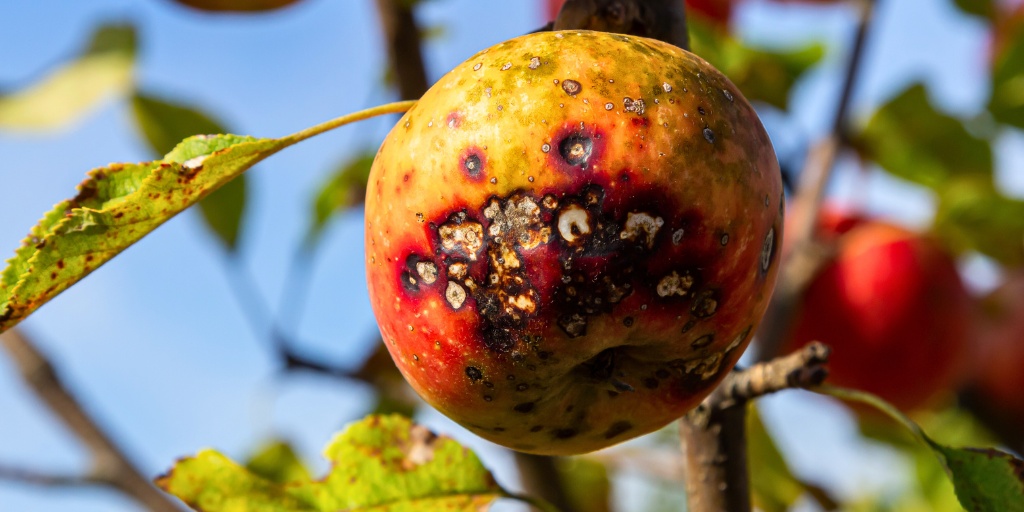 A reddish apple with dark brown or black spots covering much of its surface.