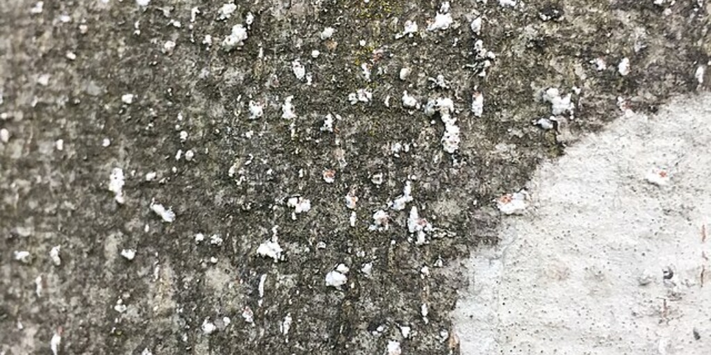 Tree bark with numerous small white fuzzy patches scattered across the dark gray surface.