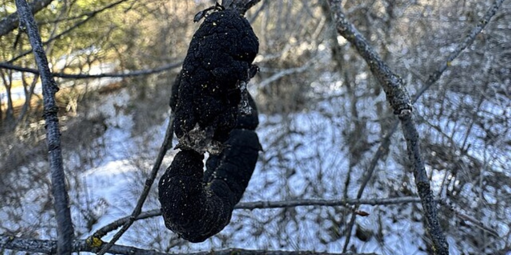 A dark, bumpy, irregular growth protruding from a tree branch, demonstrating black knot.
